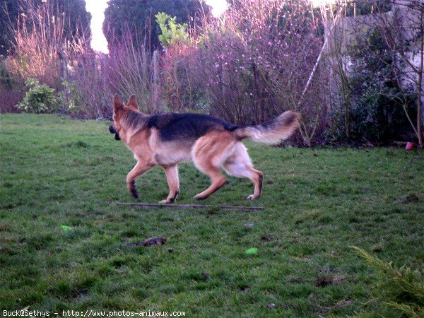 Photo de Berger allemand  poil court