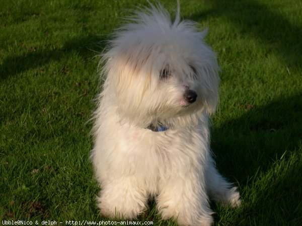 Photo de Coton de tulear