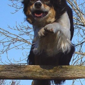 Photo de Border collie