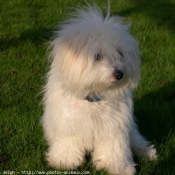 Photo de Coton de tulear