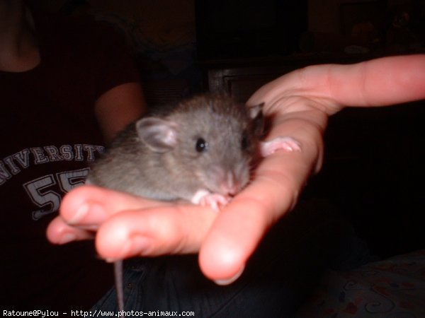 Photo de Rat