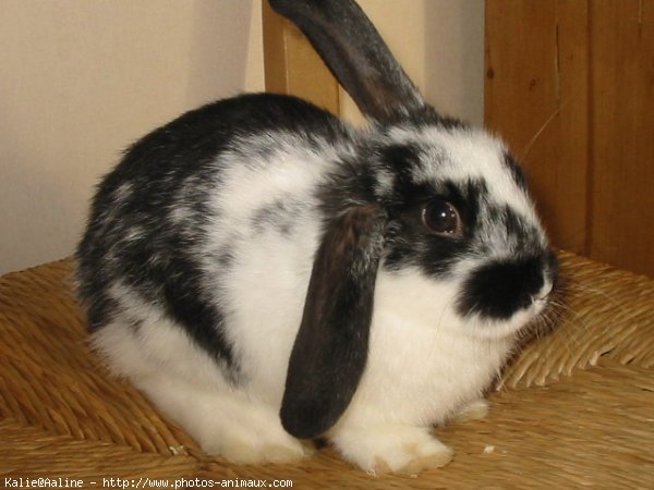 Photo de Lapin