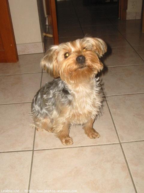 Photo de Yorkshire terrier