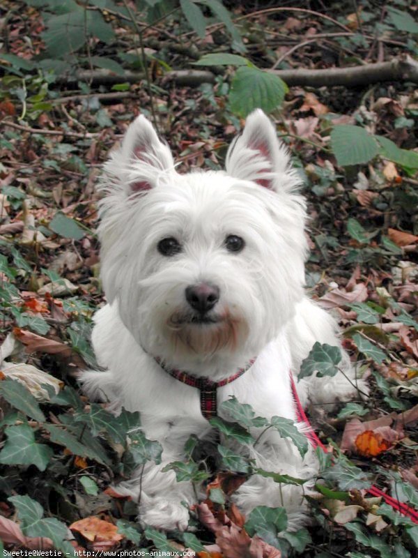 Photo de West highland white terrier