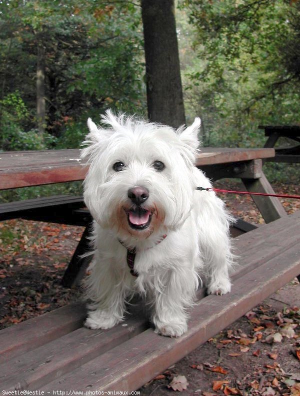 Photo de West highland white terrier