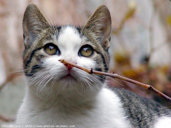 Photo de Chat domestique