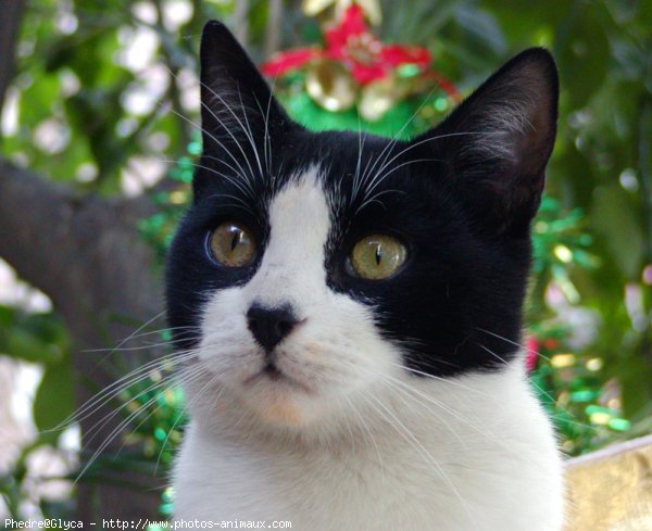 Photo de Chat domestique