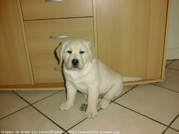 Photo de Labrador retriever