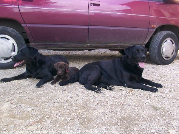 Photo de Labrador retriever