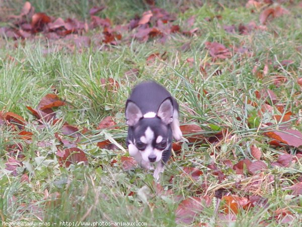 Photo de Chihuahua  poil court