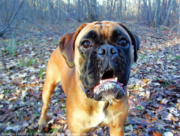 Photo de Boxer