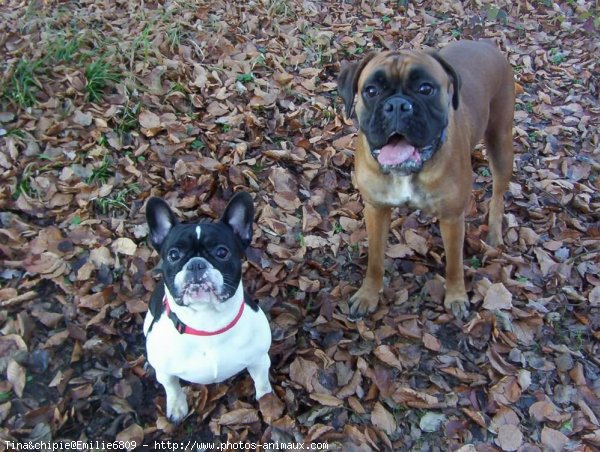 Photo de Races diffrentes