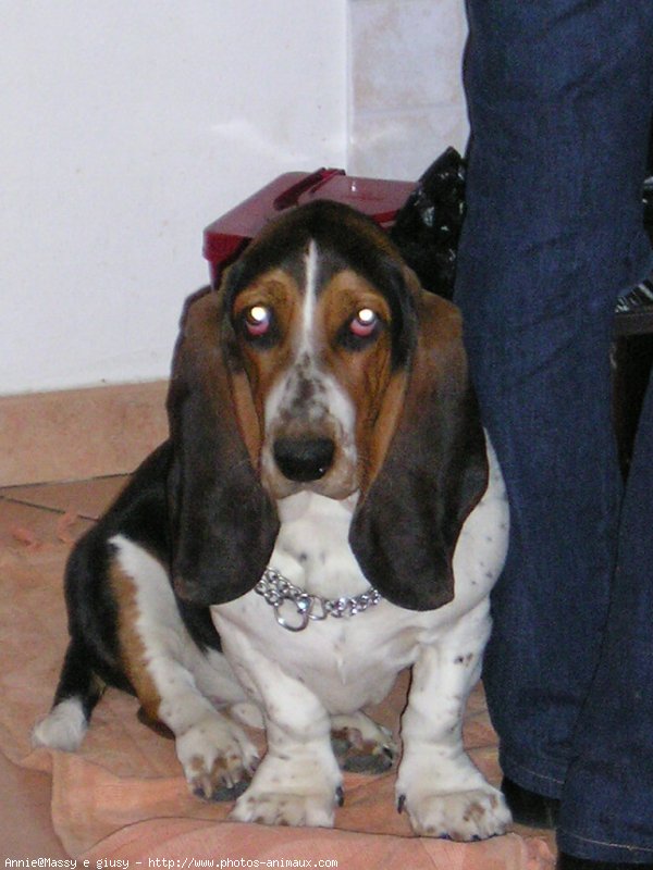 Photo de Basset hound