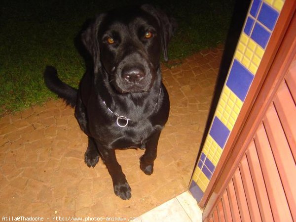 Photo de Labrador retriever