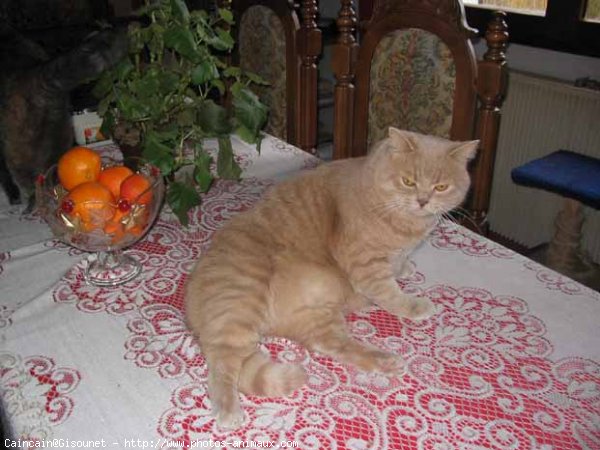 Photo de British shorthair