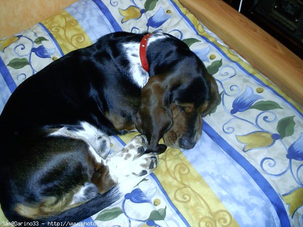 Photo de Basset hound