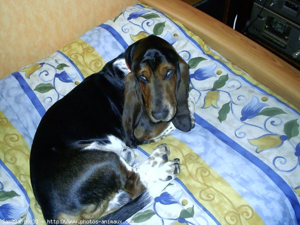 Photo de Basset hound