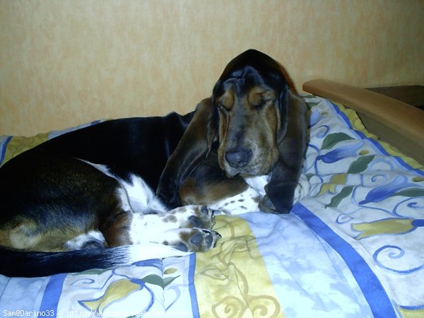 Photo de Basset hound