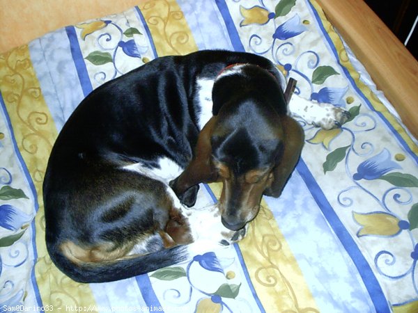 Photo de Basset hound