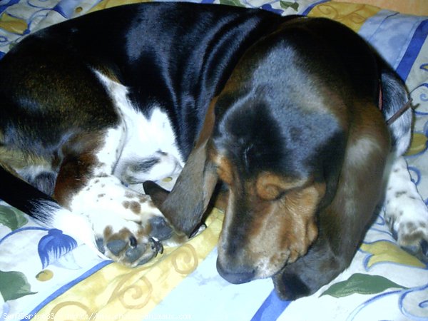 Photo de Basset hound