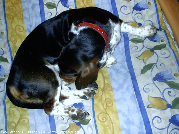 Photo de Basset hound