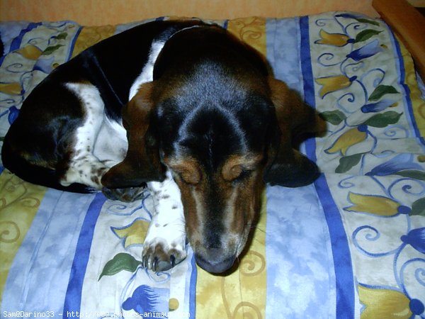 Photo de Basset hound