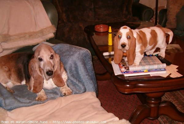 Photo de Basset hound