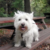 Photo de West highland white terrier