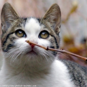 Photo de Chat domestique