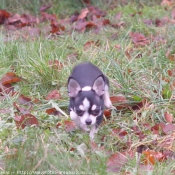 Photo de Chihuahua  poil court