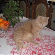 Photo de British shorthair