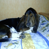 Photo de Basset hound