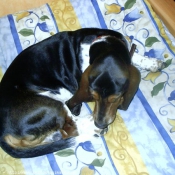 Photo de Basset hound