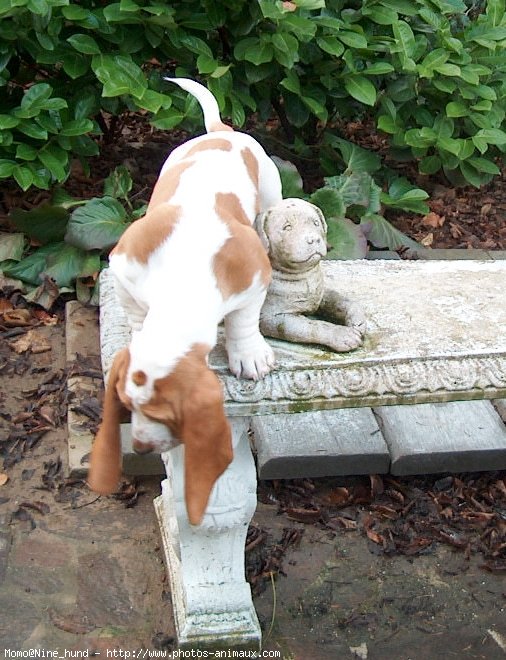 Photo de Basset hound