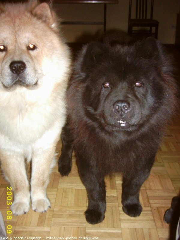 Photo de Chow chow