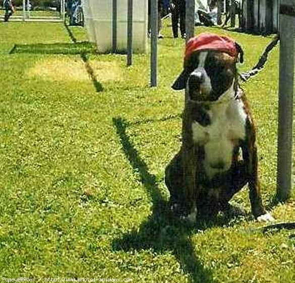 Photo de Boxer