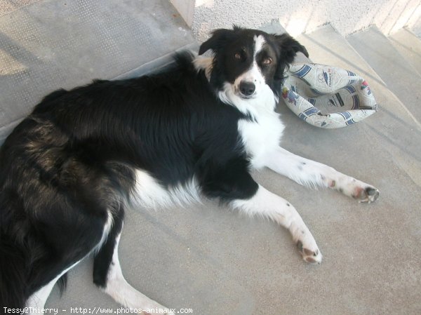 Photo de Border collie