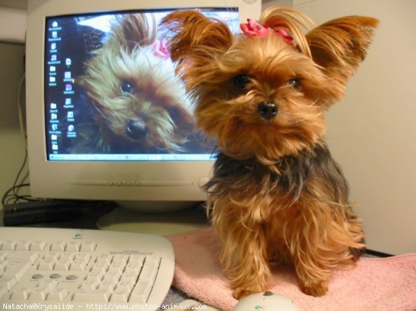 Photo de Yorkshire terrier