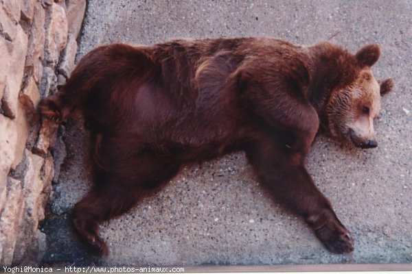 Photo d'Ours