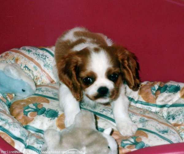 Photo de Cavalier king charles spaniel