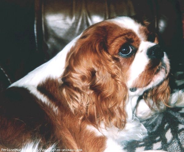 Photo de Cavalier king charles spaniel