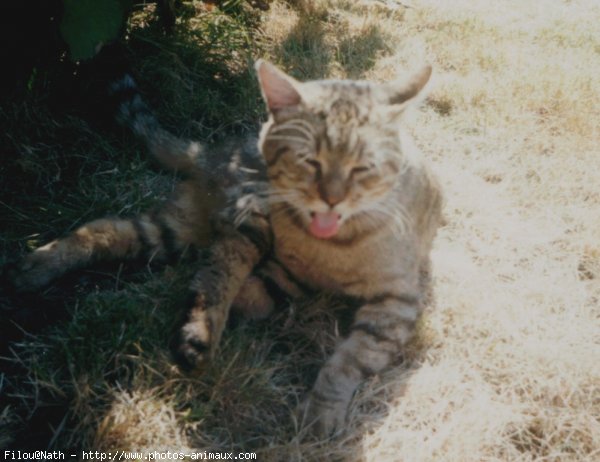 Photo de Chat domestique