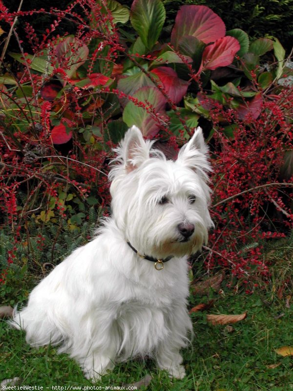 Photo de West highland white terrier