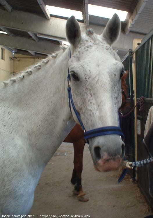 Photo de Poney franais de selle