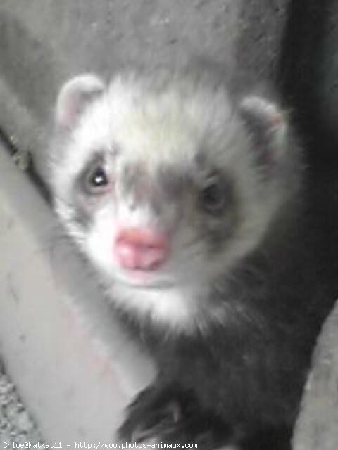 Photo de Furet