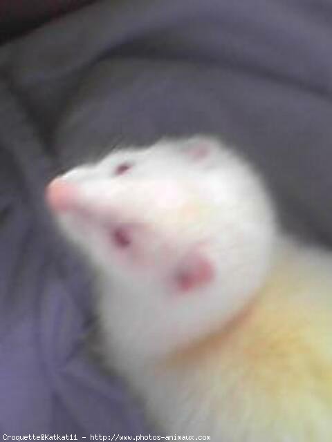 Photo de Furet