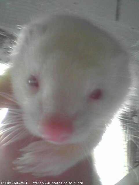 Photo de Furet