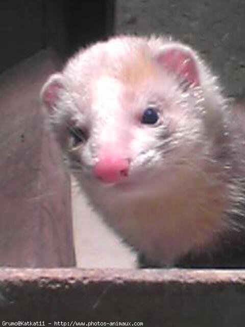 Photo de Furet