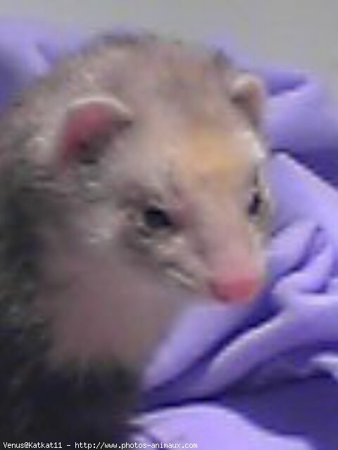 Photo de Furet