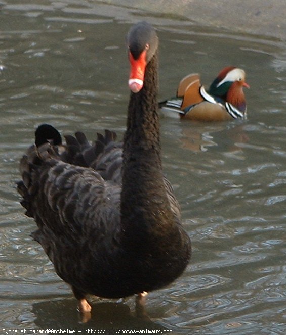 Photo de Races diffrentes